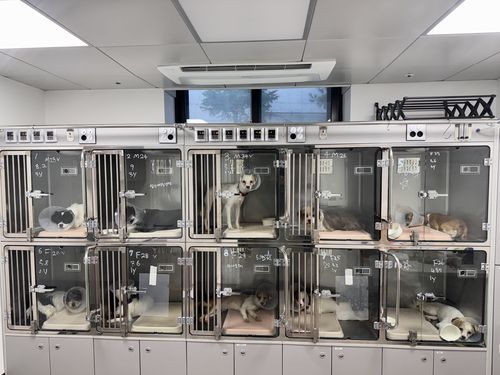 긴급구조된 개들이 중성화수술을 마치고 회복 중인 모습[노원구 제공. 재판매 및 DB 금지]