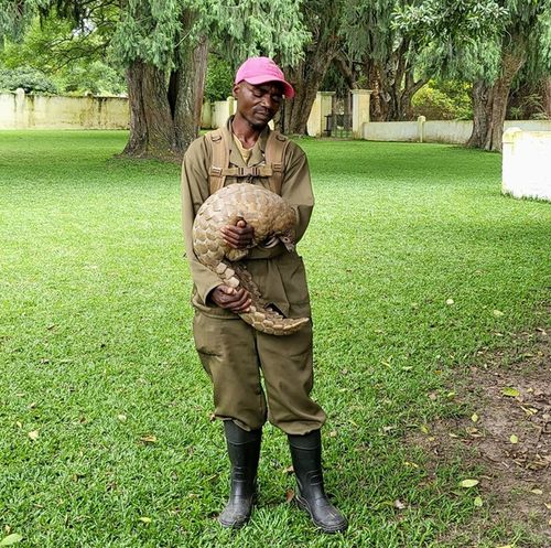 멸종위기종인 천산갑(pangolin) 짐바브웨 야생동물 보호소[이은별 제공. 재판매 및 DB 금지]