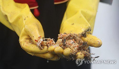 고수온에 폐사한 멍게[연합뉴스 자료사진]