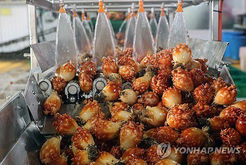 '바다의 꽃' 멍게[연합뉴스 자료사진]