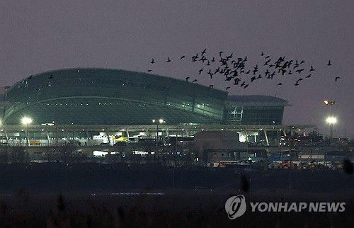 무안공항 인근을 나는 새떼[연합뉴스 자료사진]