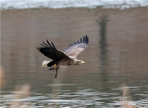 물고기 사냥한 흰꼬리수리가 먹을 곳을 찾고 있다.[촬영 유형재]