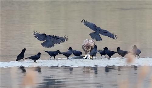 흰꼬리수리 위협하는 까마귀 떼[촬영 유형재]