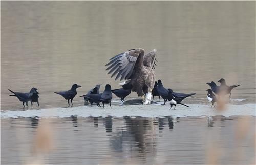 물고기를 빼앗으려 모여든 까마귀와 까치들[촬영 유형재]