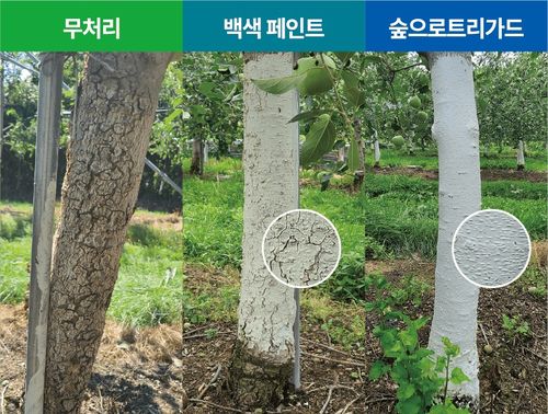 숲으로트리가드 도포 효과[KCC 제공. 재판매 및 DB 금지]