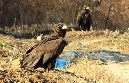 남원 찾은 독수리 떼[남원시 제공. 재판매 및 DB 금지]