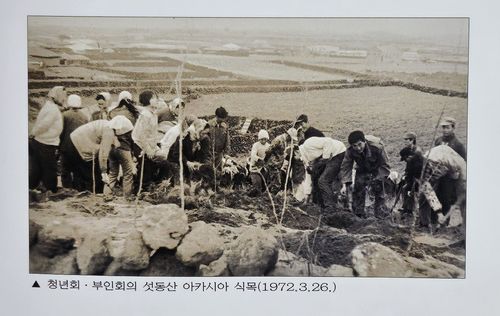 섯동산 아카시아 식목 장면[출처 이호마을지. 재판매 및 DB 금지]