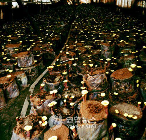 충북 제천 버섯 재배장[연합뉴스 자료 사진]