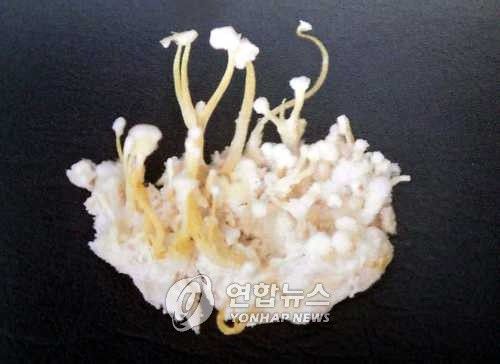 지네 동충하초[연합뉴스 자료 사진]