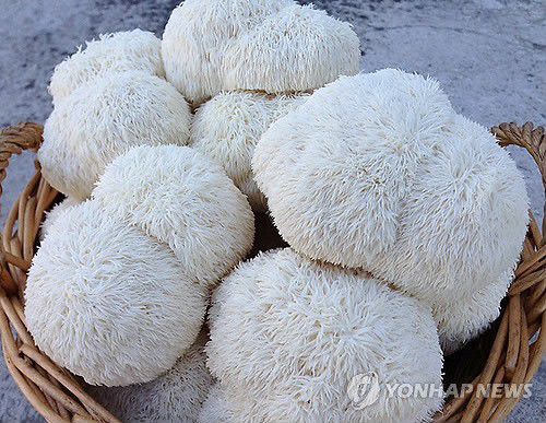 노루궁뎅이 버섯[연합뉴스 자료 사진]