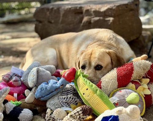 실험에 참여한 5.5세 래브라도 리트리버 '오기'(Augie)미국 텍사스 출신 5.5세 래브라도 리트리버 오기(Augie) [Don Harvey 제공. 재판매 및 DB 금지]