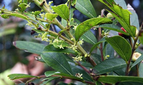 조도만두나무[국가생물종지식정보시스템 캡처. 재판매 및 DB 금지]