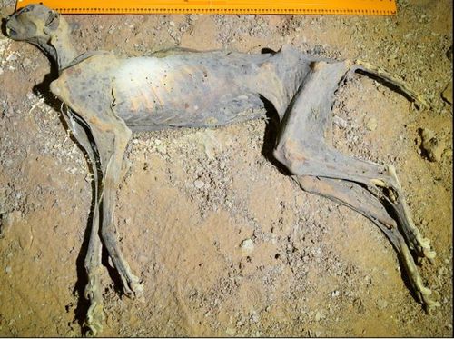 사우디아라비아 북동부 동굴 발견 당시의 미라화된 치타[Communications Earth & Environment, Ahmed Boug et al. 제공. 재판매 및 DB 금지]