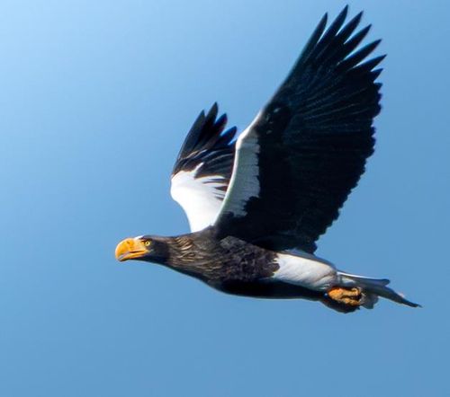 울산에서 관찰된 참수리[새통신원·짹짹휴게소 제공. 재판매 및 DB 금지]