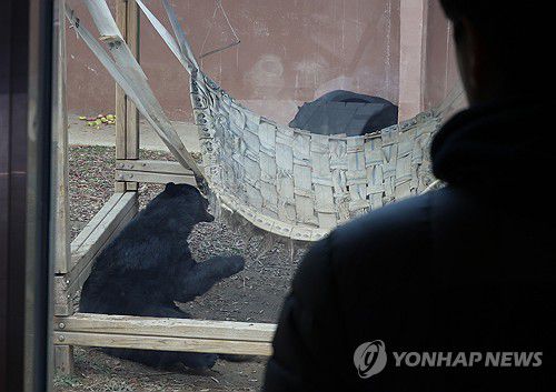 놀이하는 반달가슴곰(광주=연합뉴스) 조남수 기자 = 7일 광주 북구 우치동물원에서 반달가슴곰이 놀이를 즐기고 있다. 2026.1.7 iso64@yna.co.kr