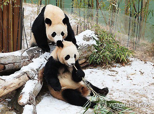 추운 겨울, 둘이라서 좋아(용인=연합뉴스) 홍기원 기자 = 15일 경기도 용인시 에버랜드에서 쌍둥이 판다 루이바오와 후이바오가 눈 위에서 먹이를 먹으며 장난치고 있다. 2026.1.15 xanadu@yna.co.kr
