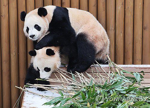 함께라서 따뜻한 겨울(용인=연합뉴스) 홍기원 기자 = 15일 경기도 용인시 에버랜드에서 쌍둥이 판다 루이바오와 후이바오가 눈 쌓인 평상 위에서 장난치고 있다. 2026.1.15 xanadu@yna.co.kr