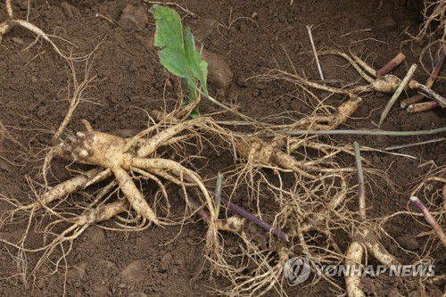 파주개성인삼경기 파주시 적성면에서 채굴한 파주개성인삼. [촬영 임병식]