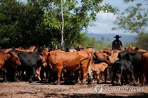 파라과이에서 사육 중인 수출용 소[피라유 로이터=연합뉴스. 재판매 및 DB 금지]