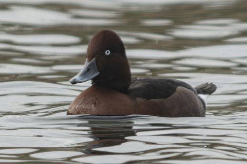 적갈색흰죽지[한국야생조류보호협회 제공. 재판매 및 DB 금지]