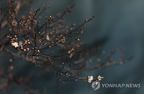 벌써 매화가?(창원=연합뉴스) 김동민 기자 = 절기 대한인 20일 경남 창원시 마산합포구 한 아파트 화단에 매화가 꽃망울을 터뜨려 시선을 끈다. 이 아파트 주민은 예년보다 꽃이 1개월가량 빨리 피었다고 전했다. 2026.1.20 image@yna.co.kr