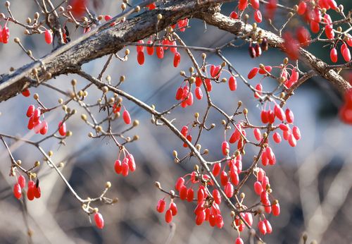 '불변의 사랑' 꽃말을 가진 산수유 열매 [사진/정동헌 기자]