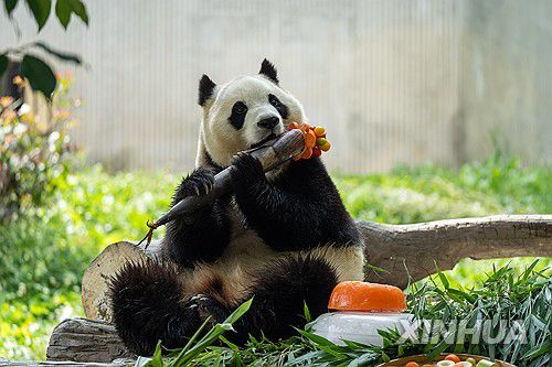 중국 쓰촨성 판다기지에 있는 자이언트판다 푸바오[신화 연합뉴스 자료사진]