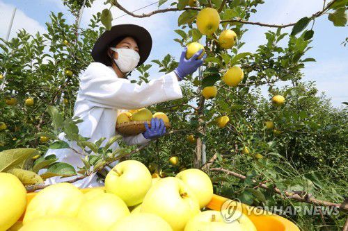 군위 사과연구소서 '골든볼' 수확 [연합뉴스 자료사진]