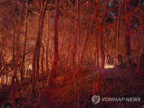 부산 기장군 산불(부산=연합뉴스) 21일 오후 부산 기장군 기장읍 한 공장에서 시작된 화재가 인근 산으로 옮겨붙어 확산하고 있다. 2026.1.21 [부산소방본부 제공. 재판매 및 DB 금지] ready@yna.co.kr