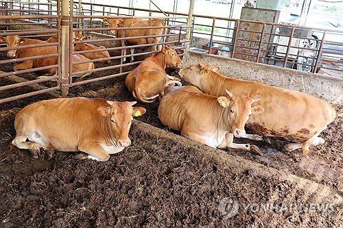 한우 축사[연합뉴스 자료사진]