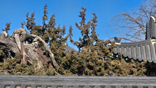 담 위로 보이는 창덕궁 향나무 일부 [촬영 김정선] 2026.1