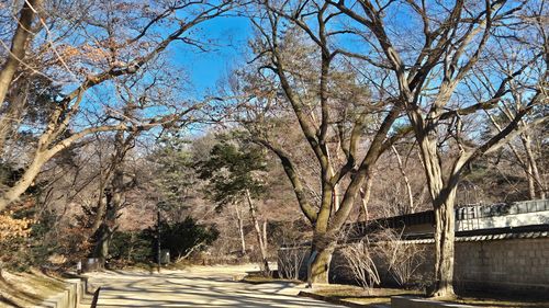 서어나무 옆 창덕궁 뽕나무(오른쪽에서 두 번째) [촬영 김정선] 2026.1