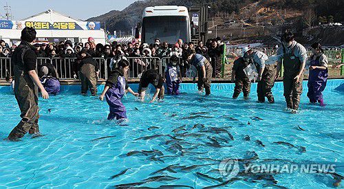 인삼 송어 잡으려 '맨손 도전'(홍천=연합뉴스) 강태현 기자 = 강원 대표 겨울 축제인 '2026 홍천강 꽁꽁축제' 마지막 날인 25일 홍천군 홍천읍 홍천강 일원에서 인삼송어 맨손 잡기 체험이 진행되고 있다. 2026.1.25 taetae@yna.co.kr