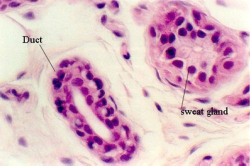땀샘(sweat gland)의 모습. 출처=microanatomy.net