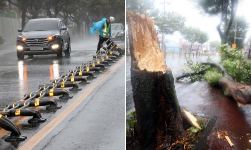 엿가락처럼 휘어진 분리대… 가로수는 두 동강 제8호 태풍 ‘바비’의 영향으로 제주에서 강풍 피해가 속출한 가운데 26일 제주시 노형동의 한 도로 중앙분리대가 강풍으로 엿가락처럼 휘어지자 관계자들이 긴급 정비를 하고 있다(왼쪽 사진). 같은 날 오전 제주시 오라1동 한 거리에 있는 가로수가 두 동강 난 채 쓰러져 있다. 제주=뉴스1·연합뉴스