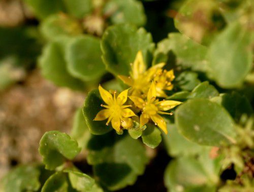 9일 공개된 독도 자생식물 알리기 영상에 등장한 '섬기린초'./독도수비대강치TV 유튜브 캡처