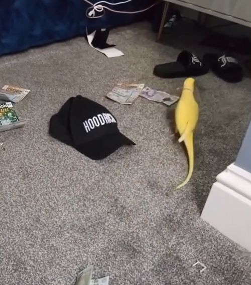 앵무새 망고가 현금을 가지고 놀고 있는 영상. 이 영상을 근거로 급습한 마약 조직의 본거지에서 대량의 마약과 현금 다발이 발견됐다. (출처=랭커셔 경찰청)