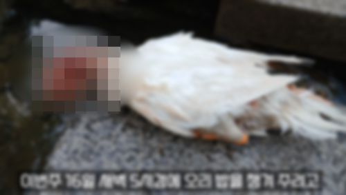 동물 학대로 희생된 흰오리 ‘이순이’. ‘오리 엄마’ 채널의 운영자인 A씨에 따르면 목 뒷 부분에 둔기로 맞은 듯한 상처가 발견됐다. (출처=유튜브 ‘오리 엄마’ 갈무리)