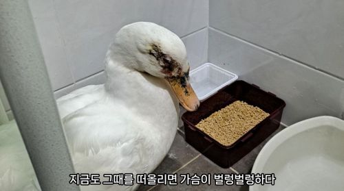 지난해 4월경에도 이순이는 학대를 당해 한 눈이 실명됐다. A씨는 이순이를 치료 후 보호하다 다시 방사한 것으로 알려졌다. (출처=유튜브 ‘오리 엄마’ 갈무리)