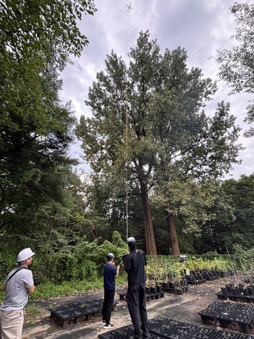국립산림과학원 직원들이 ‘홍릉숲 노블포플러’의 높이를 측정하고 있다. (출처=국립산림과학원 제공)