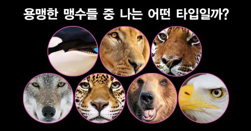 간지폭풍! 용맹한 맹수들 중 나는 어떤 타입일까?