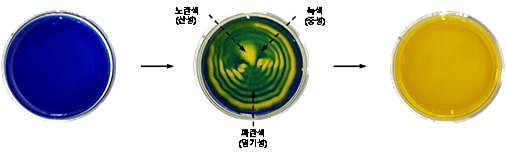 [대전=뉴시스] BTB 지시약과 소리를 이용해 생성된 패턴. 페트리 접시에 담긴 BTB 염기성 용액(왼쪽 파란색)을 이산화탄소와 소리에 노출시켜서 BTB 산성 용액(오른쪽 노란색)으로 변화시키는 과정에서 생성된 색깔 패턴.