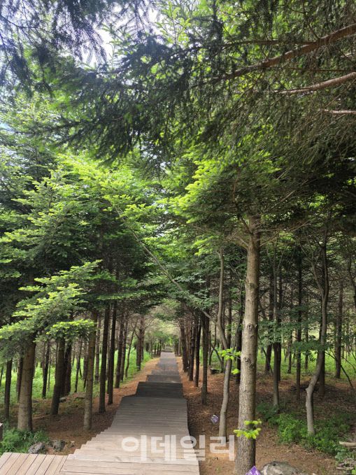 경남 함양 삼봉산에 조성한 유사수종 전시림. 36종, 3318본의 나무들이 식재돼 있다. (사진=박진환 기자)