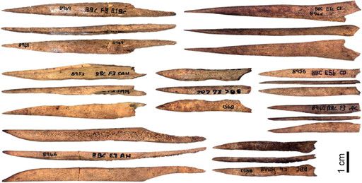 남아프리카공화국 블롬버스동굴 유적에서 나온 뼈송곳. 가장 긴 것은 9.3㎝.