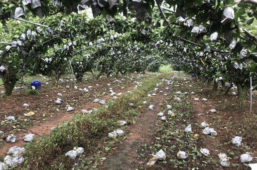 태풍 ‘바비’가 지나간 27일 전남 신안군 압해읍 복룡리 과수원에 태풍의 강한 바람으로 배들이 떨어져 있다. 독자 제공