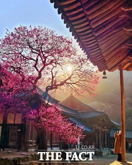 휴대폰 부문 총무국장상 수상자 유진영의 '홍매화의 아침, 그리고 나'./화엄사