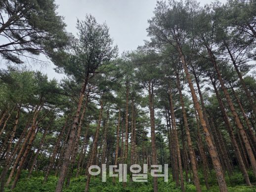경남 함양의 삼봉산 금강소나무숲 전경. (사진=박진환 기자)