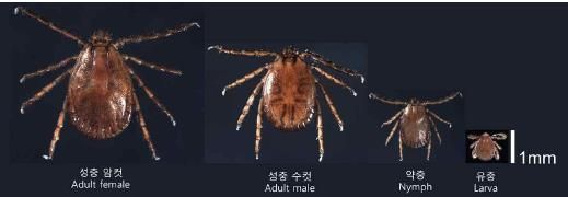 참진드기.  질병관리청 제공