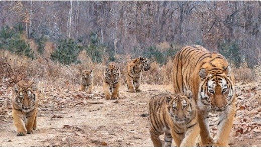 백두산호랑이 대가족(WWF 홈페이지) /사진=뉴스1