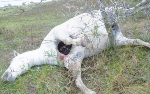 아르헨티나의 한 마을에서 발견된 가축. 앞다리 사이 가슴 부위에 구멍이 뚫린 채로 죽었다. 시우다다노디아리오 제공